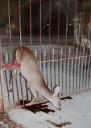 Another Way to Kill Deer: A Gate!