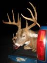 Big Kansas Buck Has Third Antler in the Eye