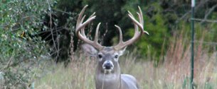 Frosty Miller Ranch Buck