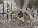 Fencing for Deer: What No To Do