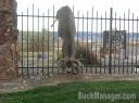 Fencing for Deer: What No To Do