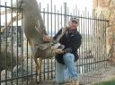 Fencing for Deer: What No To Do