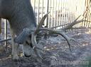 Fencing for Deer: What No To Do