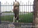 Fencing for Deer: What No To Do