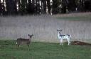 Piebald Deer