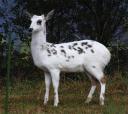 Piebald Deer