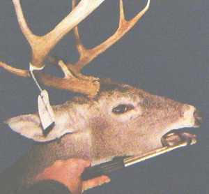 Inserting a jaw spreader to age deer