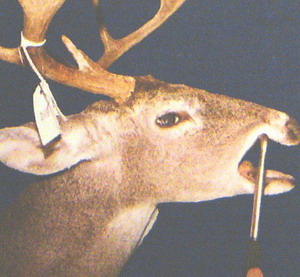 Using a jaw spreader to age deer