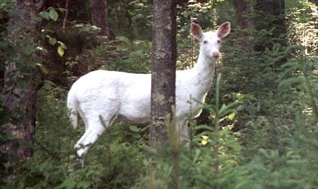 albino-white-tailed-deer.jpg