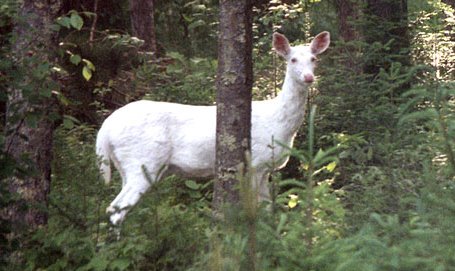 Melanistic Deer