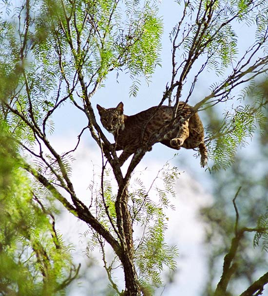 Bobcat Attacks White-tailed