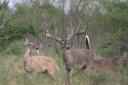 The Heart Attack Buck
