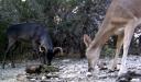 Abnormal Whitetail Deer Coloration