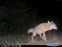 Neat Game Camera Photos