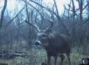 Neat Game Camera Photos