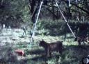 Neat Game Camera Photos