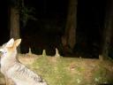 Neat Game Camera Photos