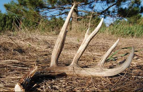 white tailed deer shed their antlers every year prior to the re growth 