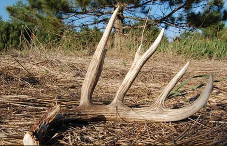 Deer Antler Shed