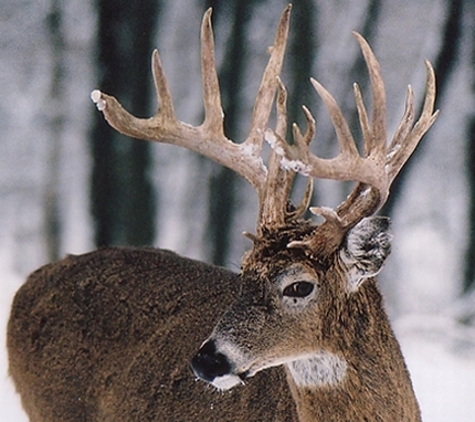to score white-tailed deer
