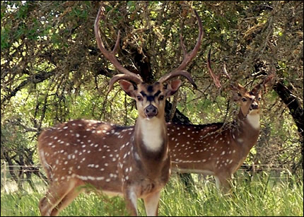 White-tailed Deer Versus Exotic Deer