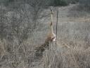 Barbed-Wire Fences and White-tailed Deer