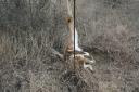 Barbed-Wire Fences and White-tailed Deer