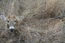 Barbed-Wire Fences and White-tailed Deer