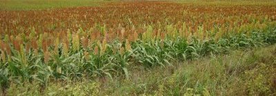 Common Food Plot Plants