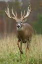 White-tailed Deer and Protein Needs