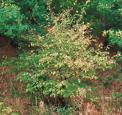 Rusty Blackhaw: Excellent Deer Browse