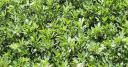 Dryland alfalfa