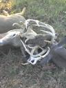 Three bucks lock horns