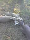 Three bucks lock horns