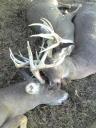 Three bucks lock horns