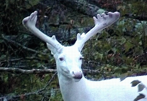 Melanistic Deer