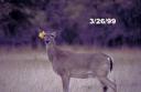 Antler development in white-tailed deer antlers by stage.