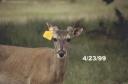 Antler development in white-tailed deer antlers by stage.