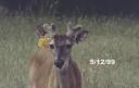 Antler development in white-tailed deer antlers by stage.