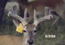 Antler development in white-tailed deer antlers by stage.