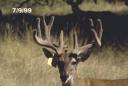 Antler development in white-tailed deer antlers by stage.