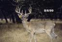 Antler development in white-tailed deer antlers by stage.