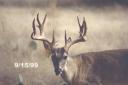 Antler development in white-tailed deer antlers by stage.