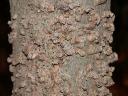 Hackberry provides solid white-tailed deer browse food