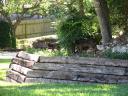 “Black” white-tailed deer fawns