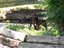 “Black” white-tailed deer fawns