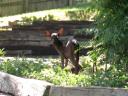 “Black” white-tailed deer fawns