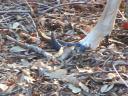 Deer with long hooves suffer from foundering