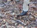 Deer with long hooves suffer from foundering