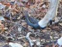 Deer with long hooves suffer from foundering